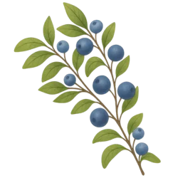 Rama de un arbusto de arándanos frescos