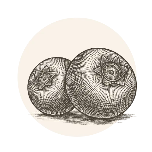 caricatura de dos arándanos azules en color cepia