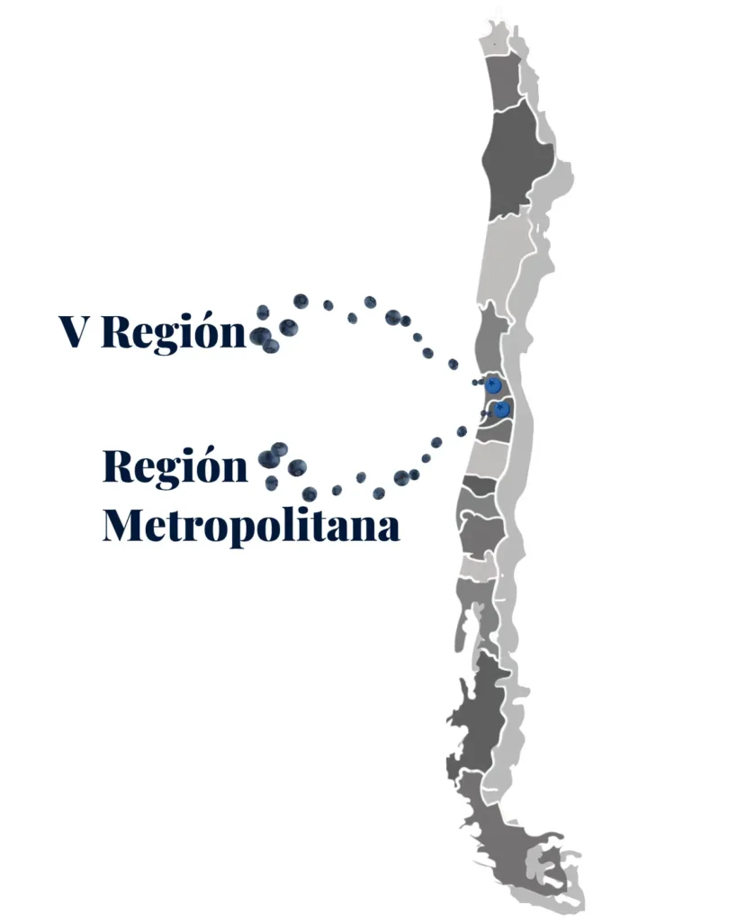 Mapa con las zonas de despacho de arándanos azules en las diferentes zonas de chile