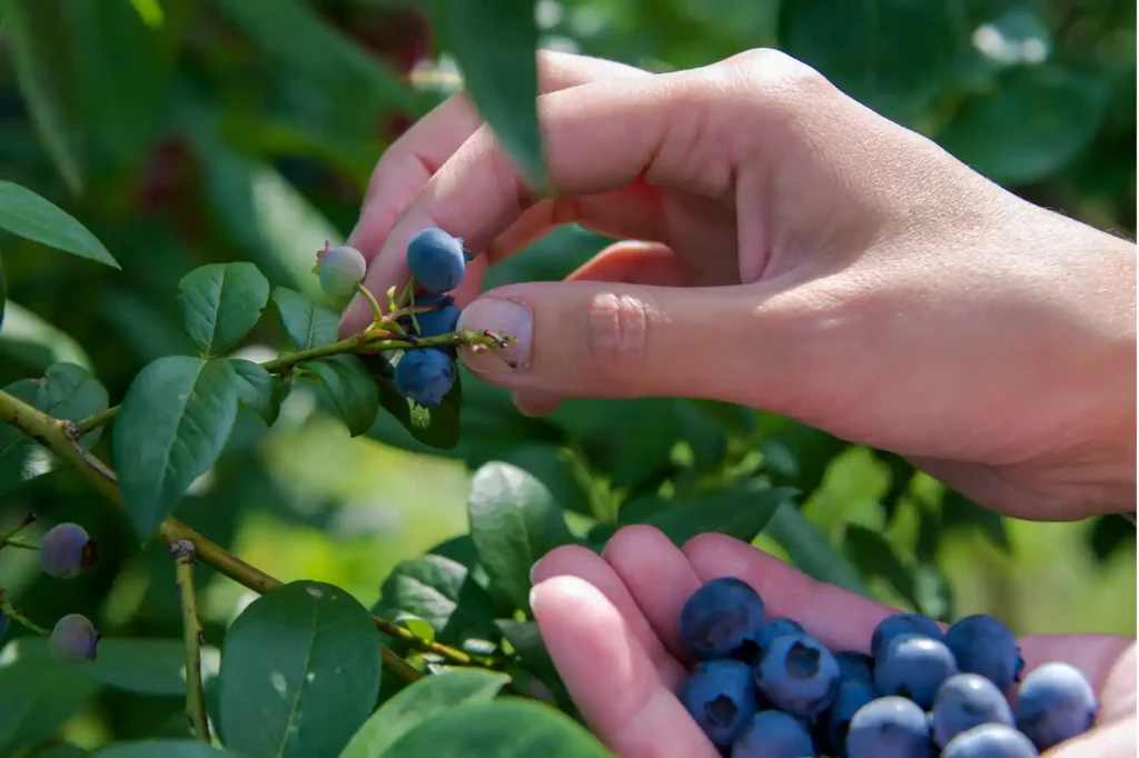 manos de un agricultor recolectando arádanos azules